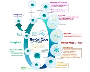A diagram showing the complete cycle of a cell.