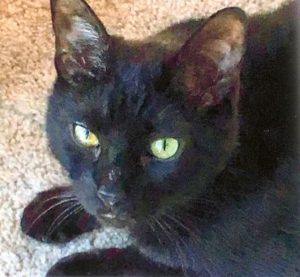A close-up of a beautiful small black cat with yellowish-green eyes.