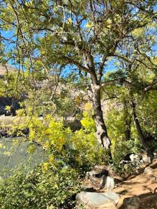 A green landscape features dense bushes, a couple of small trees, and rocky ground on the very edge of a river. Rocky hills can be seen in the background on the river's other side.