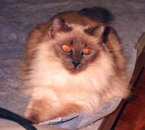A close-up photo of a very fluffy tan Balinese cat with a brown facial fur and brown-tipped ears.