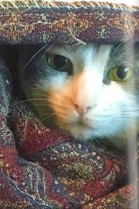 A close-up photo of the face of a beautiful green-eyed calico kitty, peeking out from the folds of a comforter.