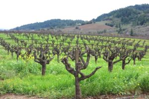 Rows and rows of old, trimmed grapevines are visible in a grassy field, against a backdrop of beautiful rolling hills. 