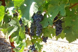 A close-up photo shows bunches of grapes hanging from leafy vines.