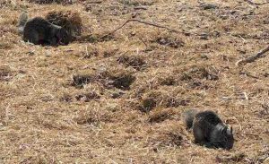 Two fluffy squirrels root around in dried grass in a park. 