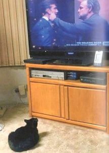 A small black cat sits in a loaf position on the carpeted floor of a living room in front of a TV cabinet. She is watching the film playing on the flat-screen TV.