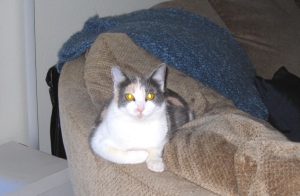 A calico cat with yellow eyes stares at the viewer while resting on a plush tan couch. The cat has a white stripe on her face, a white flank, and white front paws.