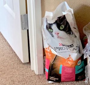 A large open bag of Pro Plan dry cat food rests against a wall.