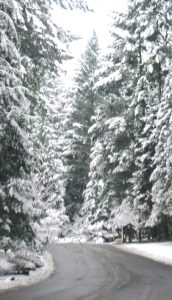 A nearly-rural suburban street curves around a bend. On either side of the roadway tower extremely tall and dense evergreen trees covered in snow.