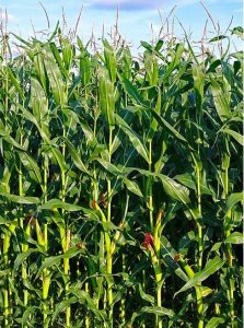 A green dense corn field under a blue sky.