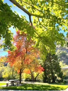 This unusually scenic rest stop view features a beautiful variety of fall trees with red, orange, yellow, and green leaves. In the foreground, a stone table and benches stand under a large, shady canopy of leaves.