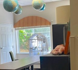In front of a window sits a white birdcage with at least four colorful parakeets inside. Next to the birdcage is a long activity table.