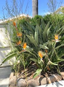 Beautiful green plants and orange bird-of-paradise flowers grow in a landscaped garden.