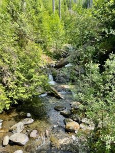 Beautiful green trees, bushes, and other foliage line the banks of a rocky babbling brook. The photo was taken in the Olympic rain forest in Washington state.