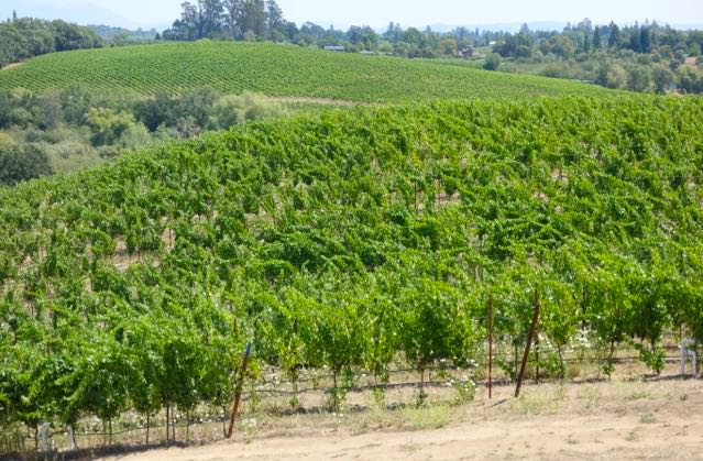 This vineyard photo shows many, many rows of bright green grapevines stretched horizontally across field of view, starting in the foreground and stretching into the distance. Beyond these, more rows of vines cover a sloping hillside, with beautiful trees and hills seen in the far background.