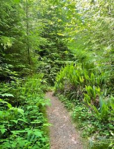 Beautiful green trees, bushes, and diverse plants and foliage line the sides of a narrow gravel trail. The photo was taken in the Olympic rain forest in Washington state.