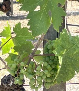Green wine grapes ripen on the vine, surrounded by large green leaves.