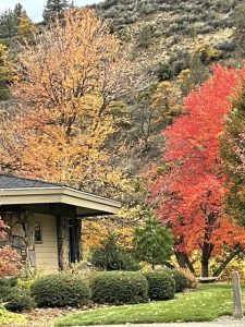 This unusually scenic rest stop view features a beautiful variety of fall trees with red, orange, yellow, and green leaves. In the foreground, green bushes are landscaped around a squat building that serves as a visitor center.