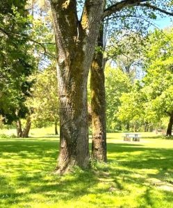 Beautiful tall greens and landscaped lawns decorate the beautiful grounds of this park-like rest area.