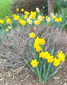Dozens of yellow daffodils spring up out of landscaped ground.
